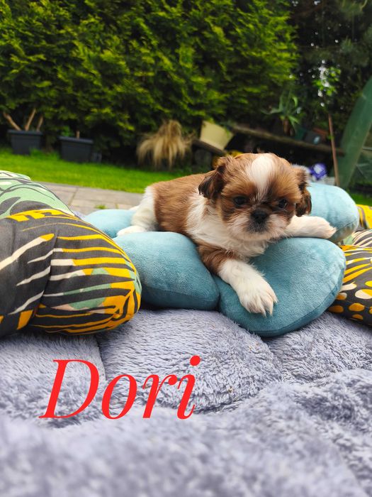 Shih Tzu - wspaniała , śliczna Dżaga