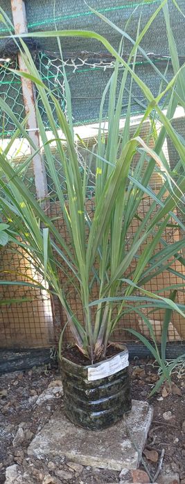 Planta Chá Erva Príncipe / Capim Limão em Vaso