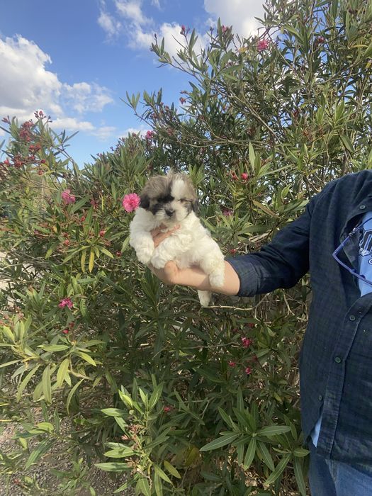 Shih tzu miniatura femea