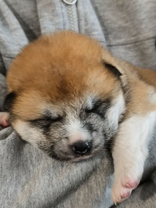 Akita Inu ZKwP/FCI