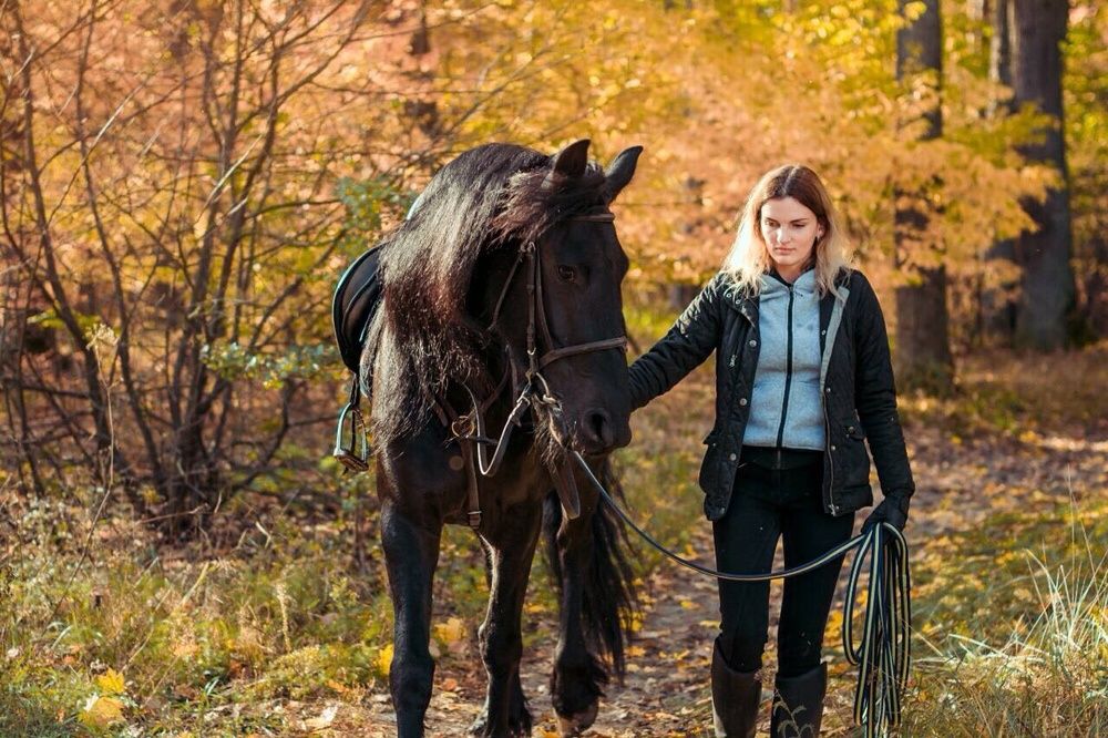 Продам Фризская кобыла 5 лет