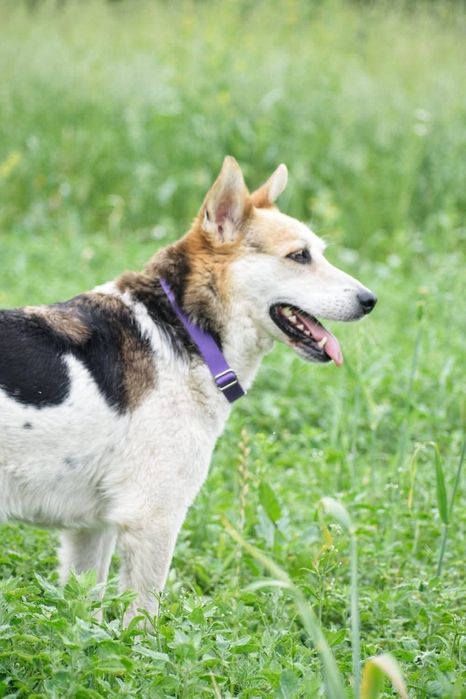 Do adopcji fajny Jacky