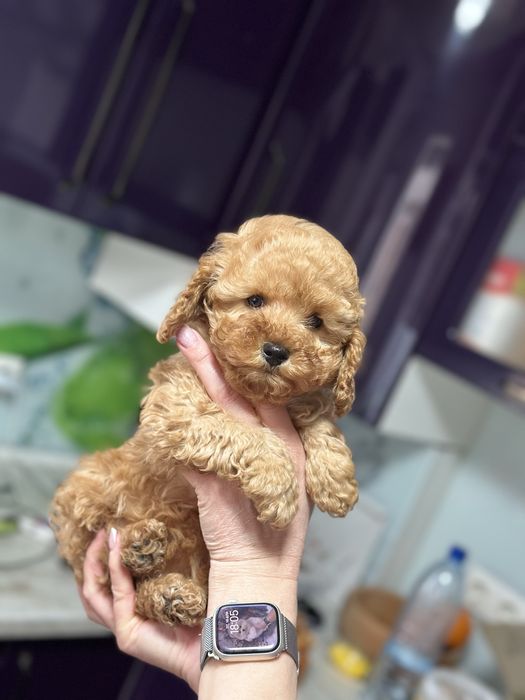 Милая мини мальтипу