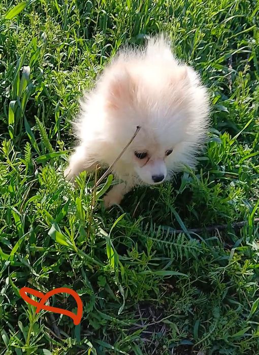 Чудо чудове )) Померанский гпіц