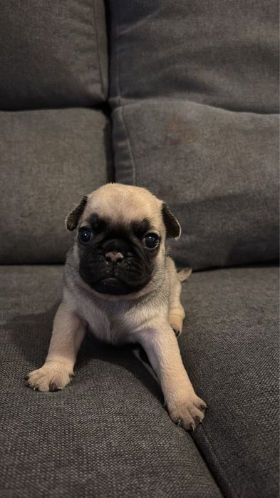 Filhotes de Pug