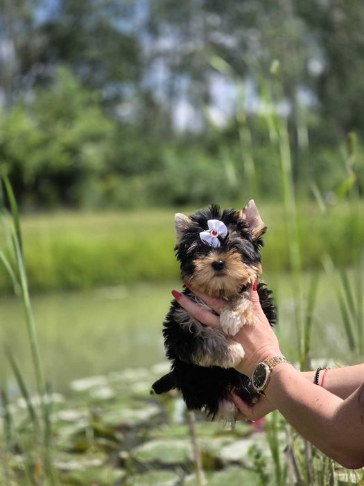 York yorki Yorkshire Terrier