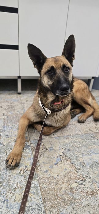 Mix do adopcji bardzo fajny pies