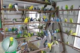 Vendo kit piriquitos