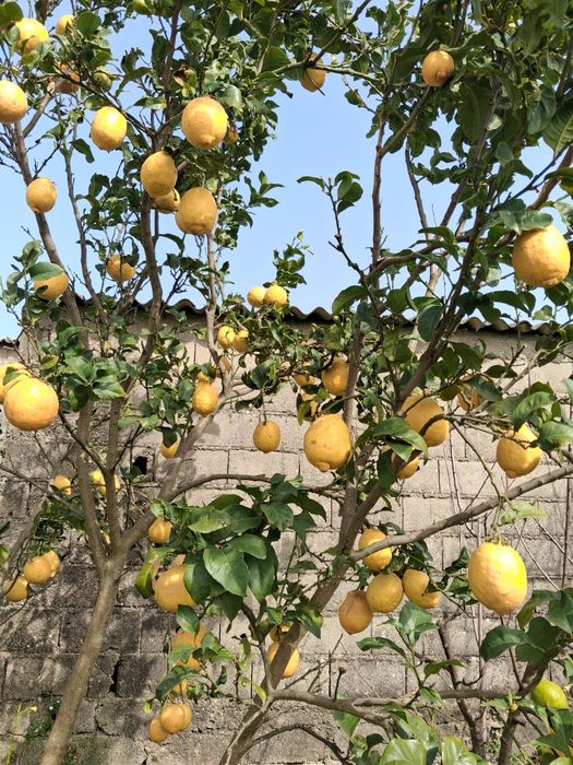 Limões caseiros de propriedade agrícola