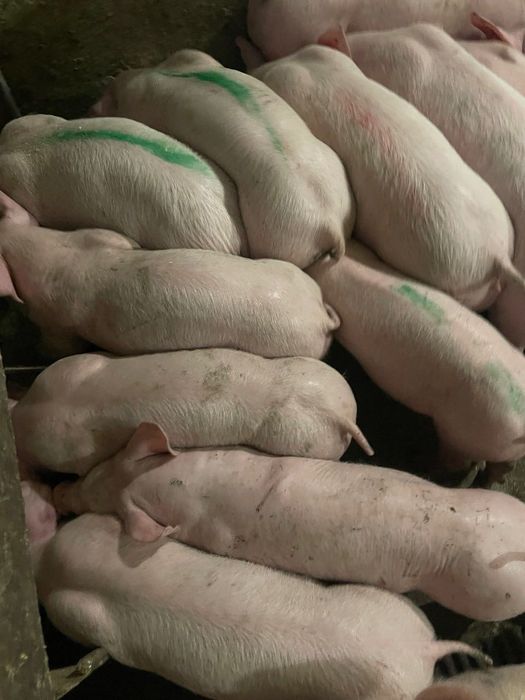 Продаються поросята