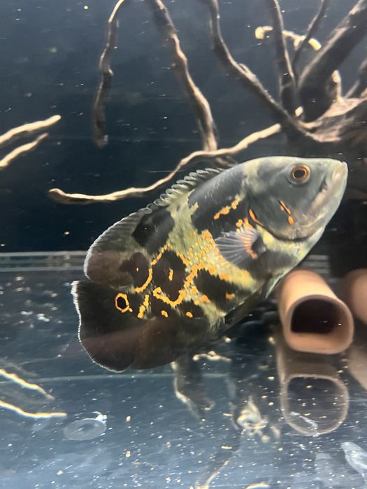 2 Oscares WILD 12/13cm