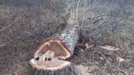 Lumberjack tree cutting service