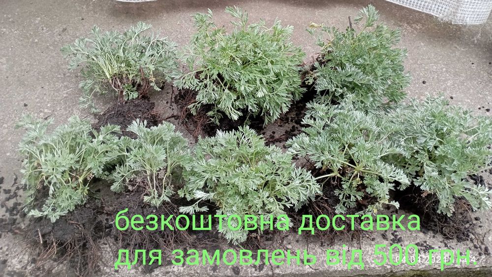 ПОЛИН гіркий (саджанці/розсада) --ПОЛЫНЬ ГОРЬКАЯ ( саженцы/рассада)