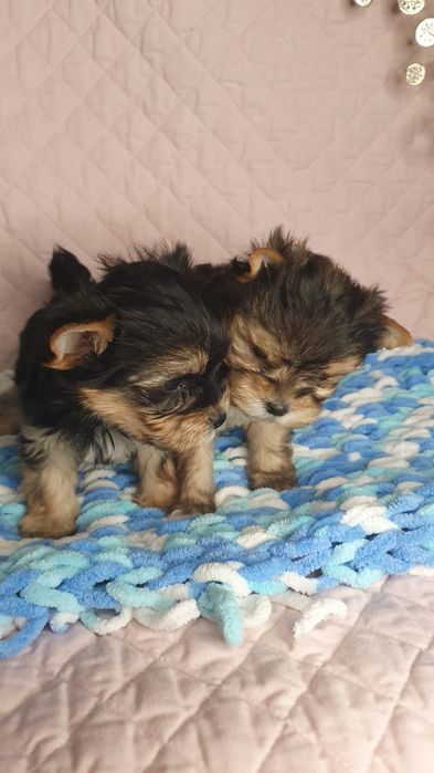 Малыши йорики мажорики