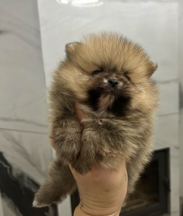 Шпіц хлопчик )))