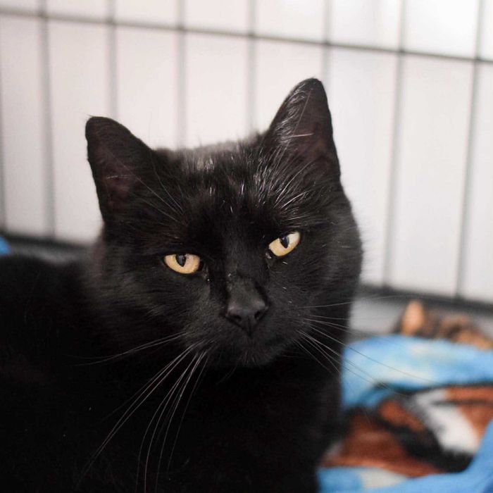 Spokojna Grażynka szuka domu