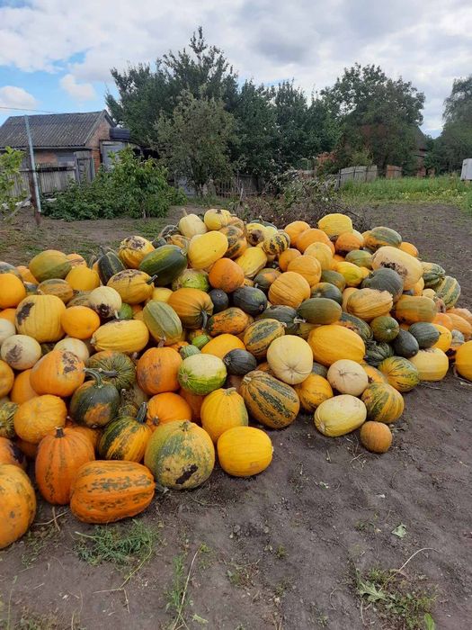 Гарбузи самовивіз