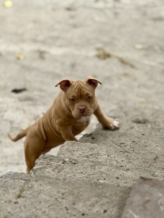 Покет American bully