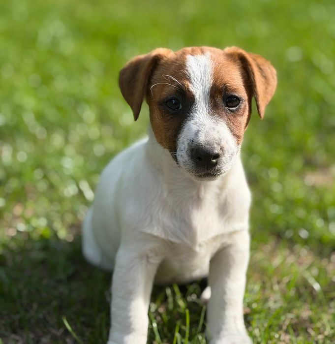 Jack Russell Terrier SUCZKA od # SMARTIE * JACKS # Rodzice FCI/ZKwP