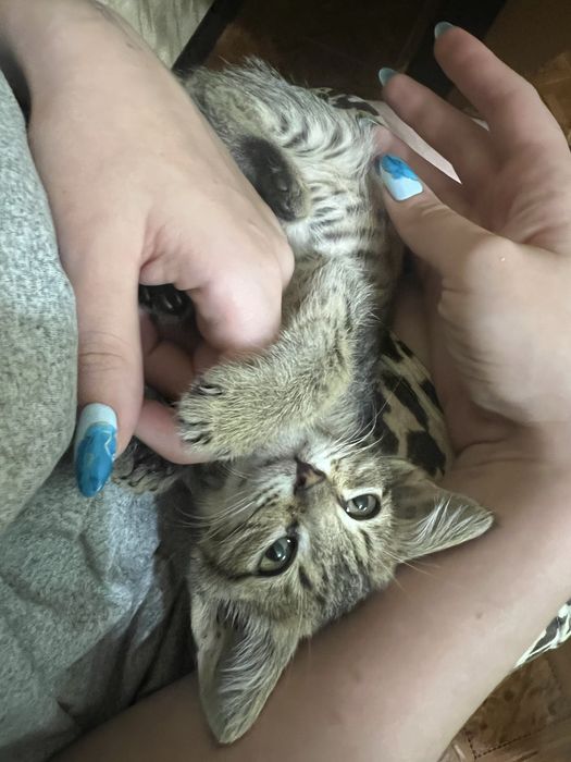 Віддам котика в добрі руки