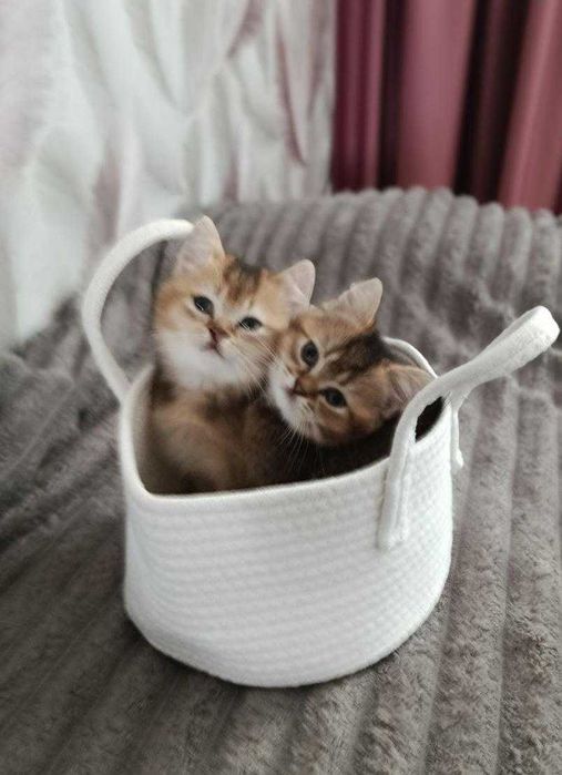 Кошенята Скоттіш страйт золоті шиншили — хлопчик і дівчинка