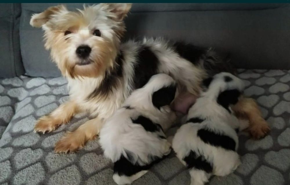 Yorkshire terrier biewer suczka