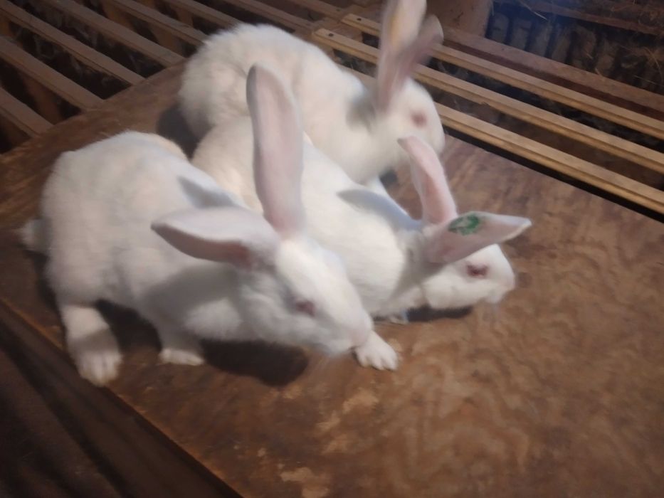 Króliki czystorasowe termondzki biały samce samice Ładne Zdrowe