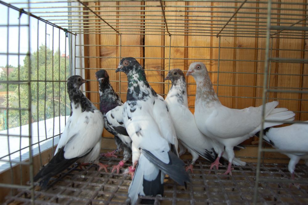 Gołębie ozdobne Budapeszty