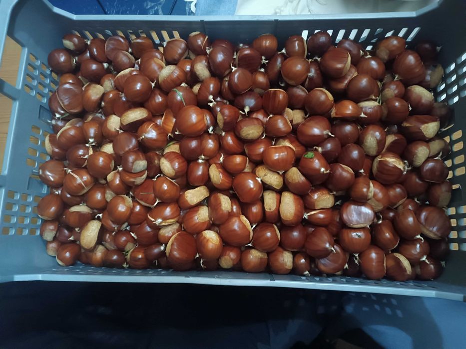 Castanhas à Venda
