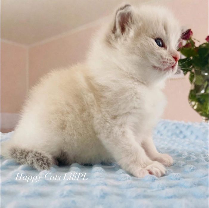 Ragdoll kocurek FPL / FIFe