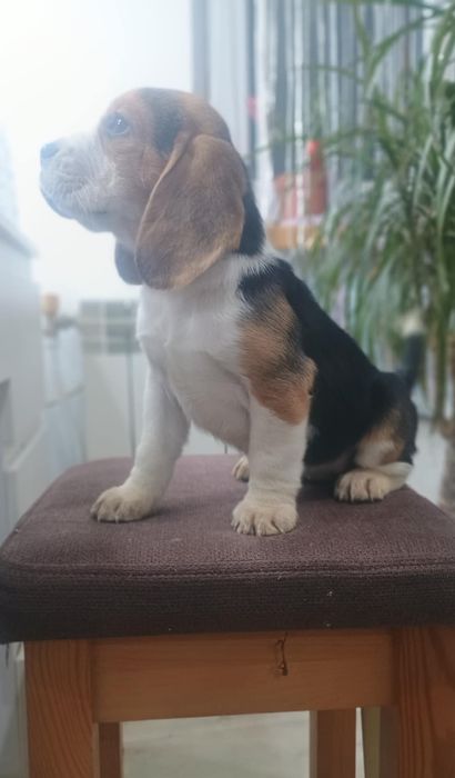 Suczka Beagle gotowa do odbioru