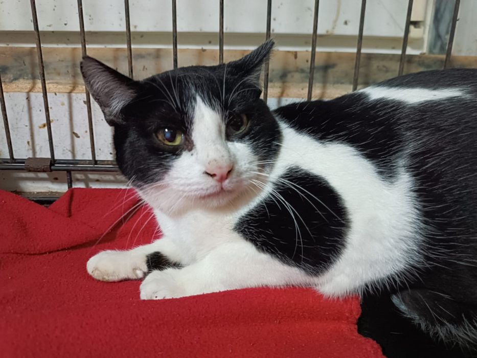 Gatos(M/F) Juvenis já esterilizados!