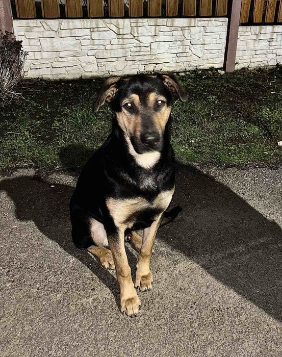 Песик пес собака шукає родину, знайшли, загубився  молодий