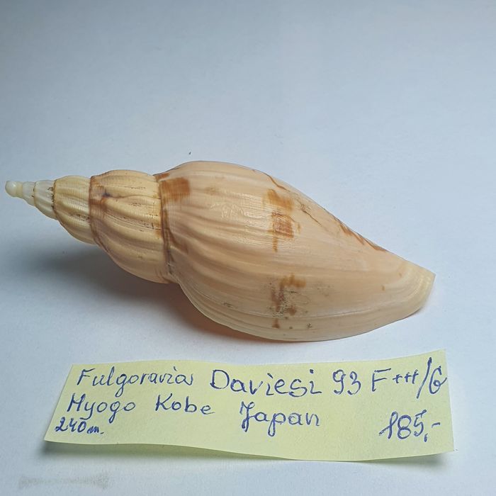 Voluta Flugoraria daviesi