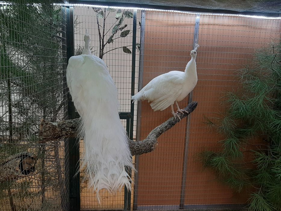 Pavões  de várias  raças