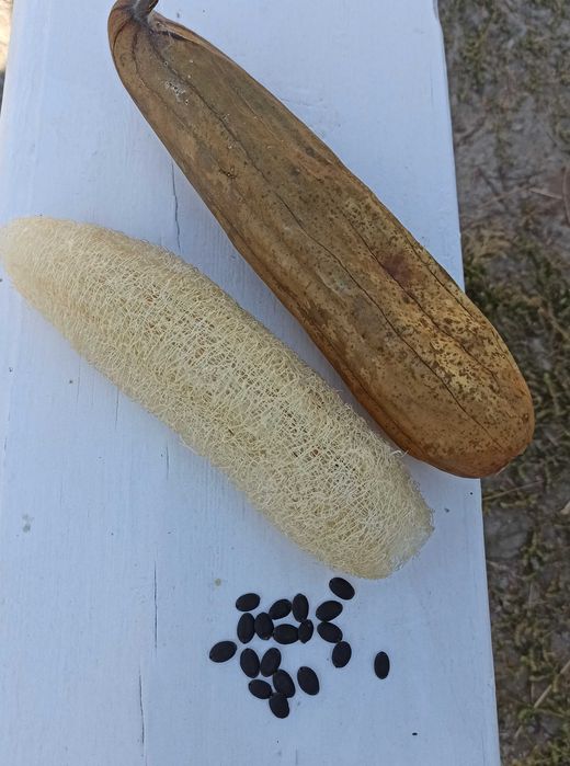 Насіння люффи циліндричної