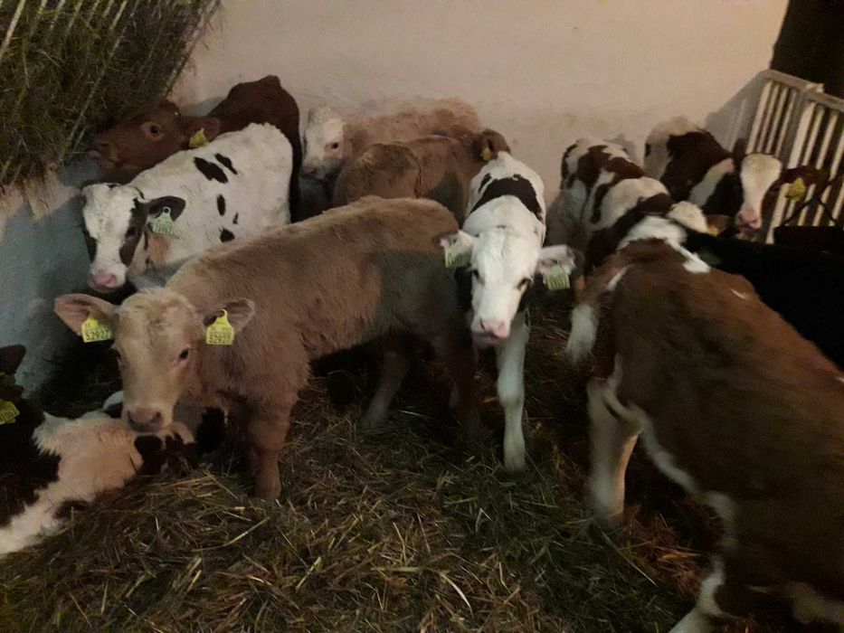 Byczki miesne jałoszki Bokinka