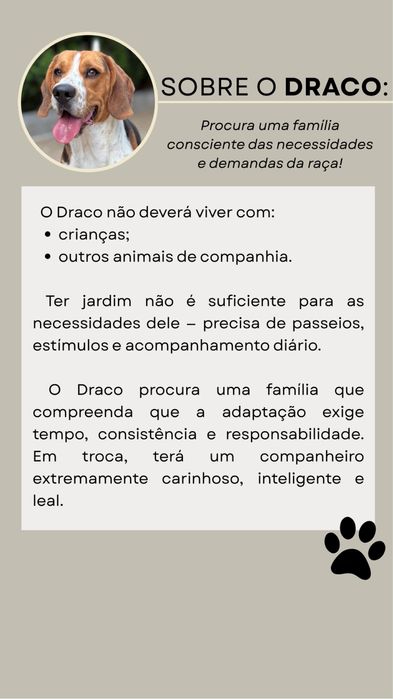 Beagle - Adoção