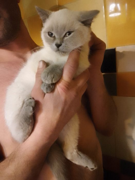 Кошенята Під Ялинку