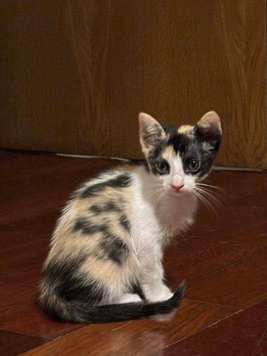 Gatinhos Bebés (2 Meses) para Adoção Responsável – Paredes