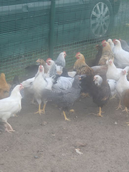 Kogutki 2 ,5 miesionca wloszki i arakulany 30zł sztuka