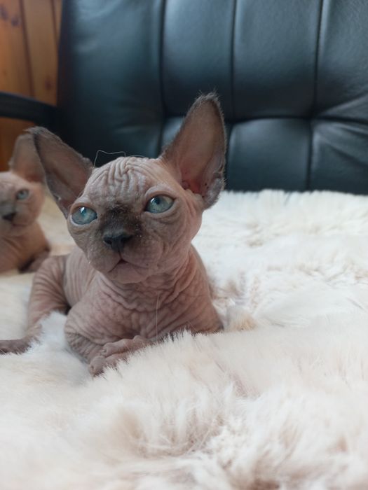 Котенок мальчик канадик