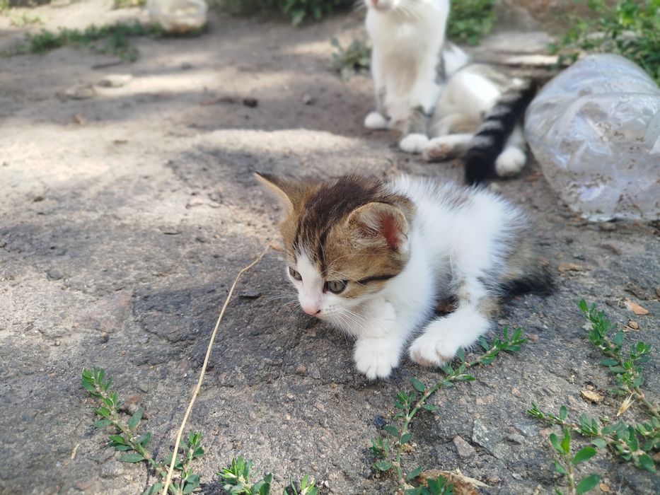 Віддам безкоштовно