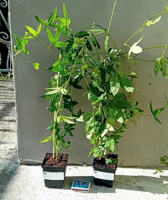 Męczennica Bananowa (PASSIFLORA Mollissima)