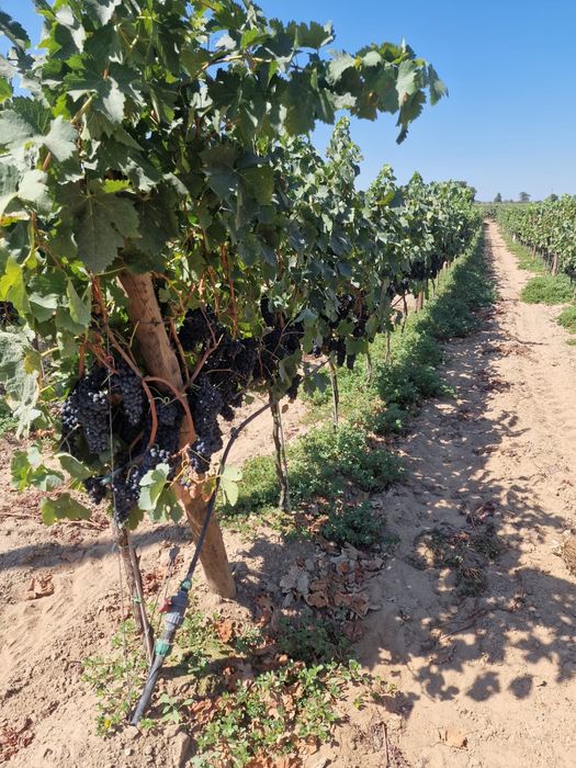 Vende-se uvas Shiraz (Syrah)