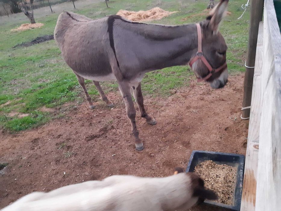 Vendo 4 burros 2 machos e 2 femeas