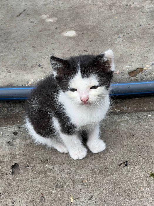 Віддам котенят у добрі руки