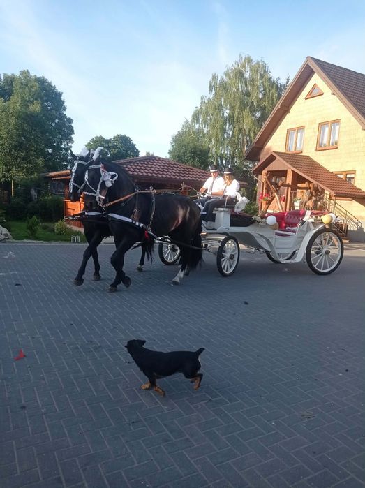 Dodatki ślubne . Bryczka do ślubu