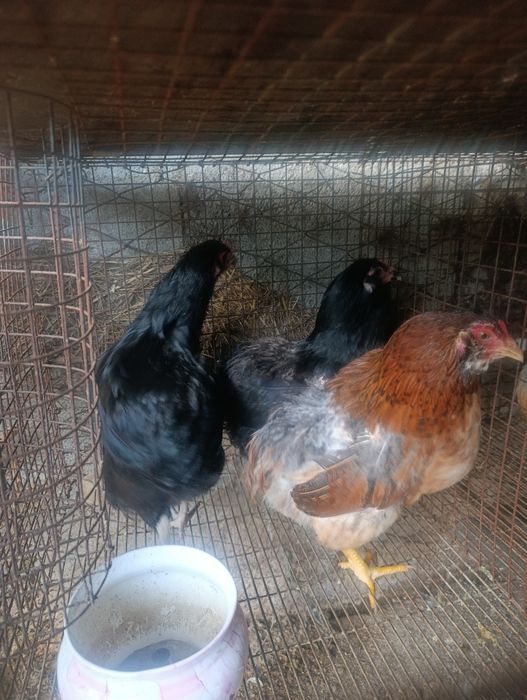 Ovos de galinhas aroucana para incubação