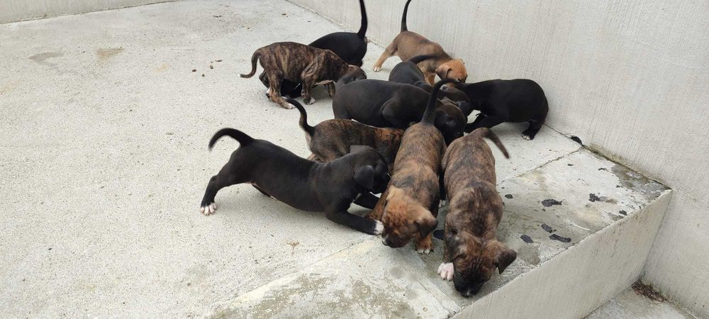 Szczeniaki Tata Bokser Mama Mieszaniec Labrador i coś